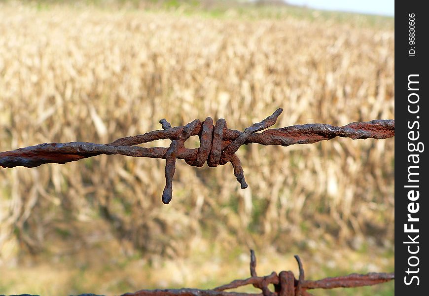 Wire Fencing, Barbed Wire, Grass Family, Grass