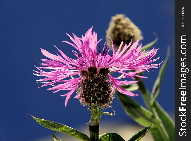 Silybum, Thistle, Flower, Flora