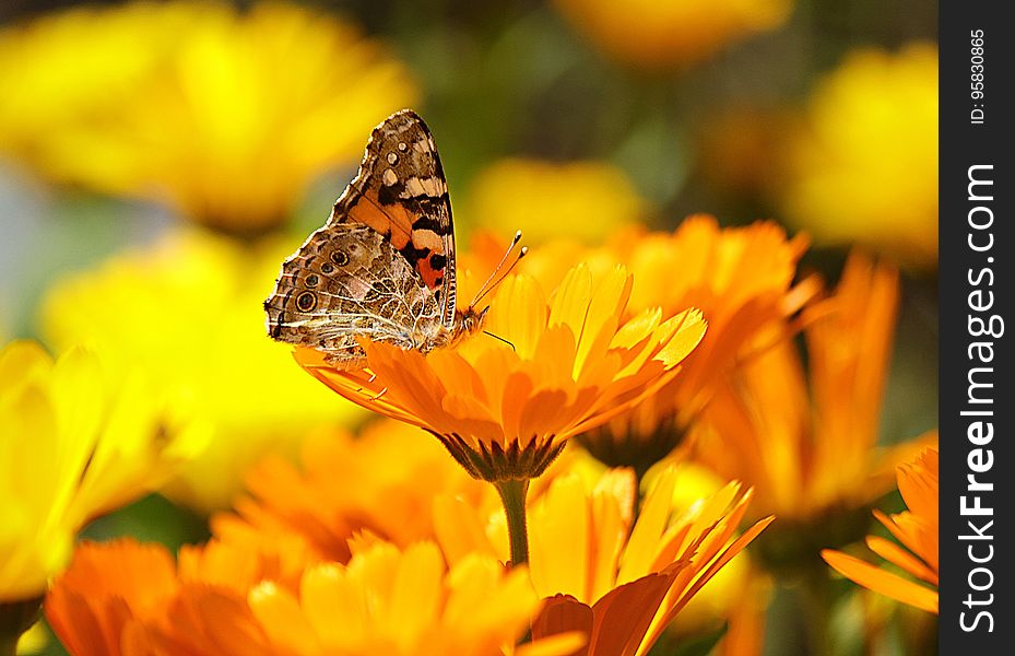 Flower, Yellow, Butterfly, Nectar