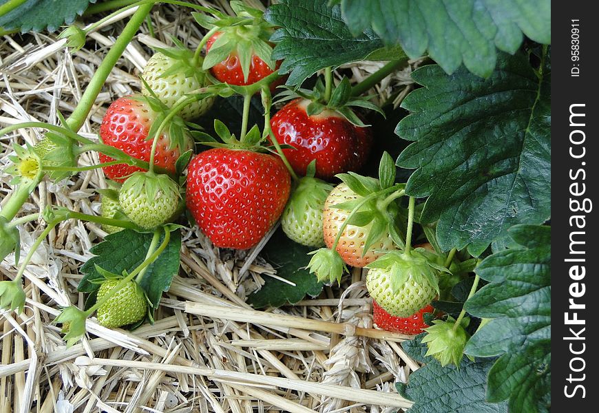 Natural Foods, Strawberries, Strawberry, Fruit