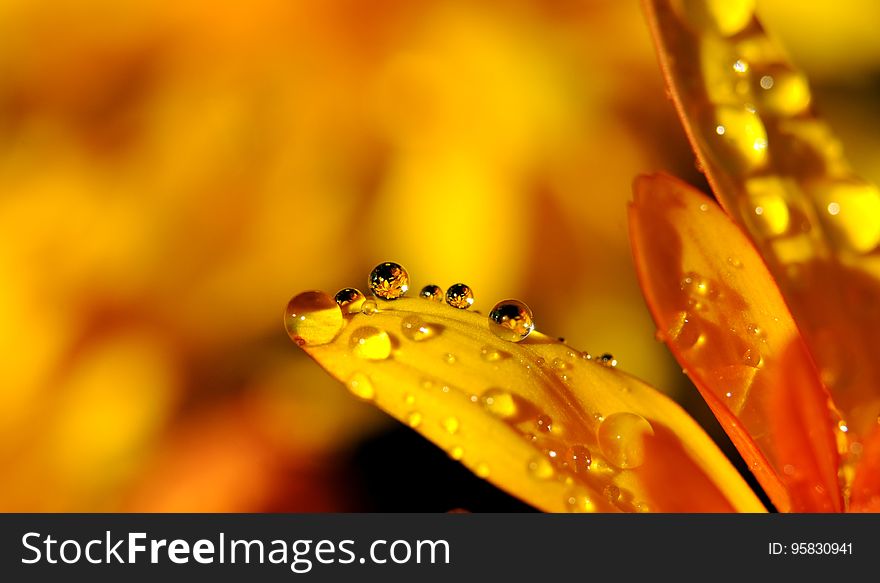 Yellow, Water, Dew, Macro Photography