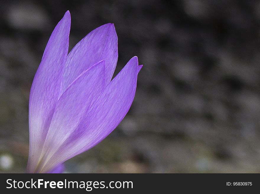 Flower, Crocus, Plant, Purple