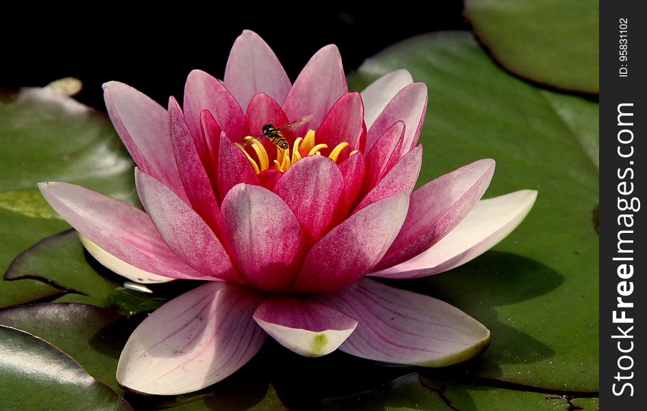 Flower, Plant, Flora, Sacred Lotus