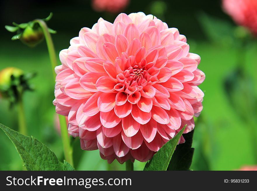 Flower, Plant, Flowering Plant, Dahlia