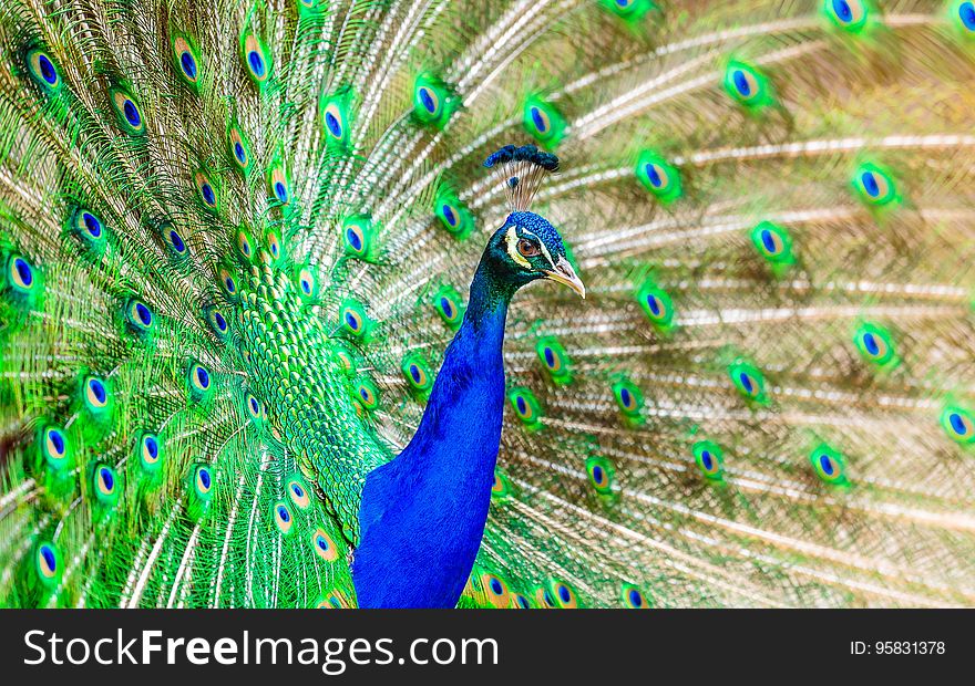 Peafowl, Ecosystem, Feather, Bird
