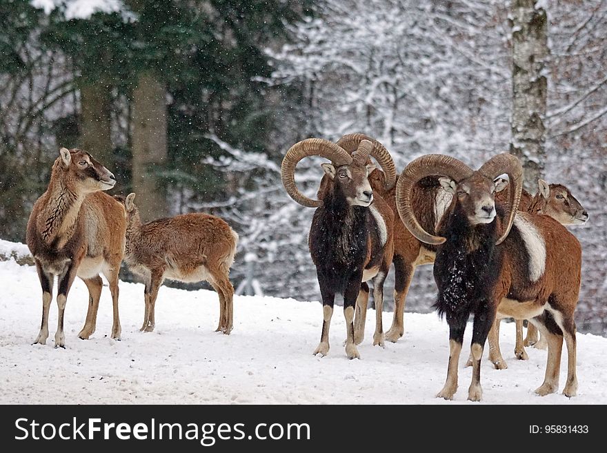 Wildlife, Fauna, Snow, Herd