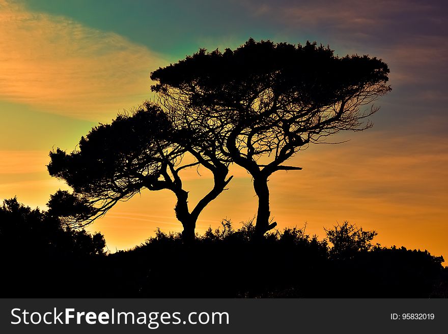 Sky, Tree, Nature, Woody Plant