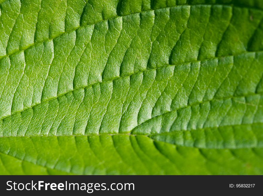 Leaf, Green, Vegetation, Close Up