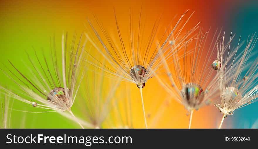 Close Up, Macro Photography, Grass Family, Insect