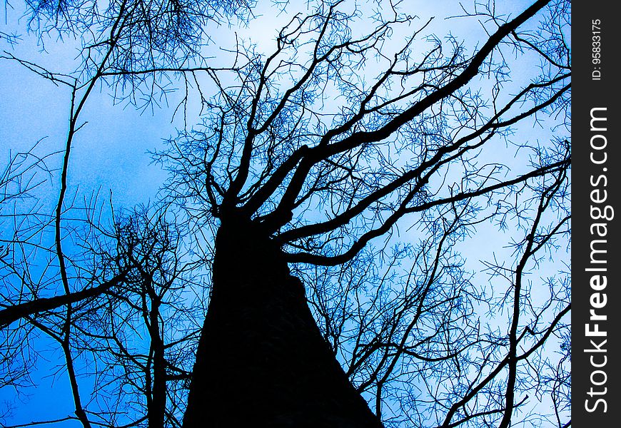 Tree, Sky, Branch, Blue