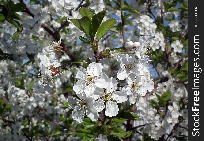 Blossom, Plant, Spring, Flora