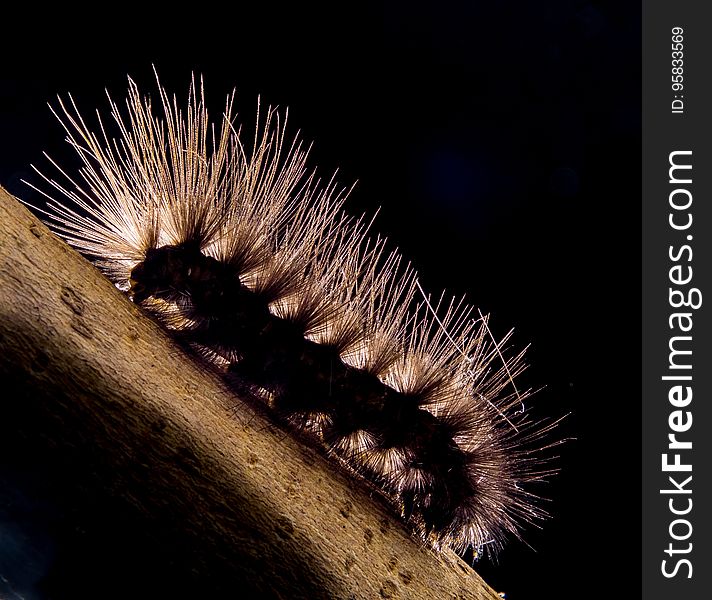 Caterpillar, Invertebrate, Larva, Insect