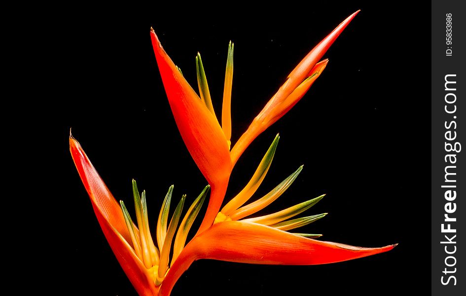 Flower, Orange, Heliconia, Flora