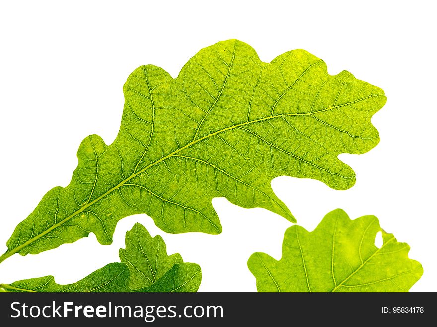 Leaf, Tree, Plant, Grape Leaves