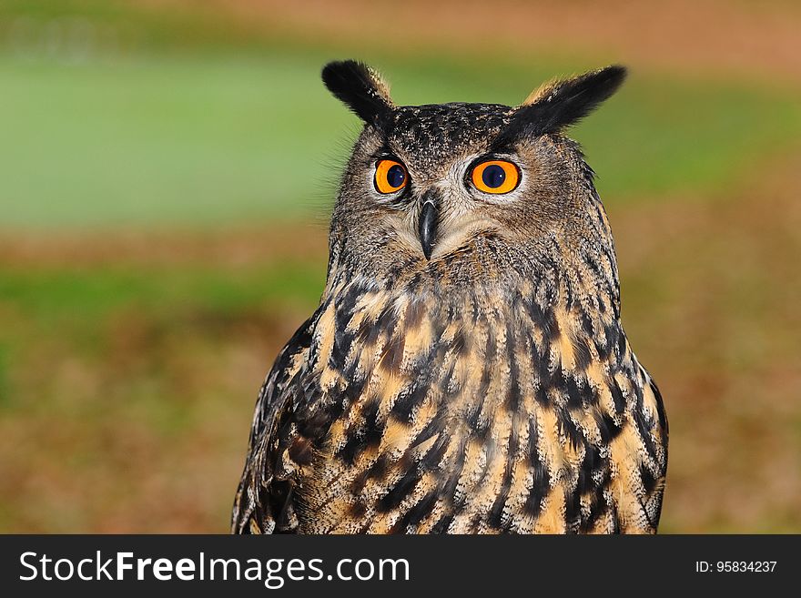 Owl, Bird, Beak, Bird Of Prey