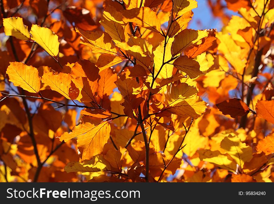 Autumn, Yellow, Branch, Leaf