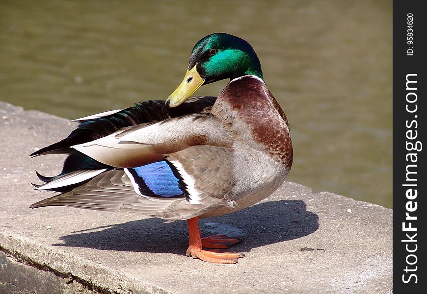 Duck, Bird, Mallard, Water Bird