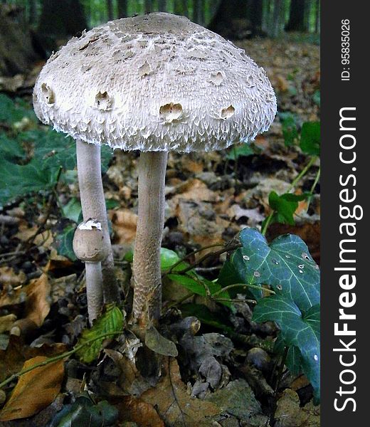 Fungus, Mushroom, Edible Mushroom, Agaric