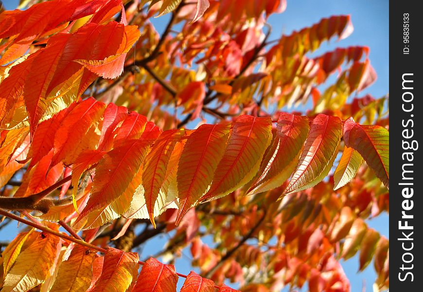 Leaf, Autumn, Deciduous, Rowan