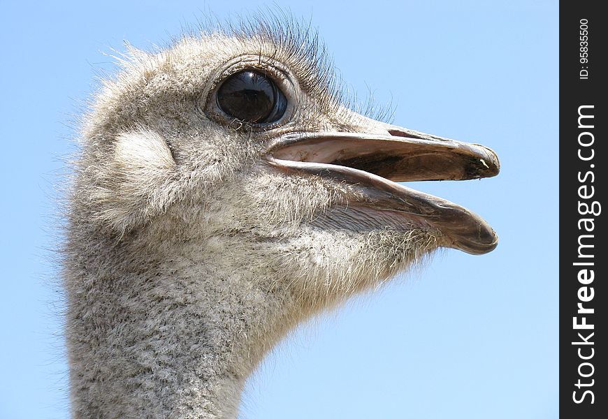 Ostrich, Beak, Bird, Fauna