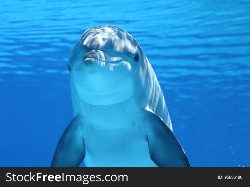 Dolphin, Marine Mammal, Common Bottlenose Dolphin, Mammal