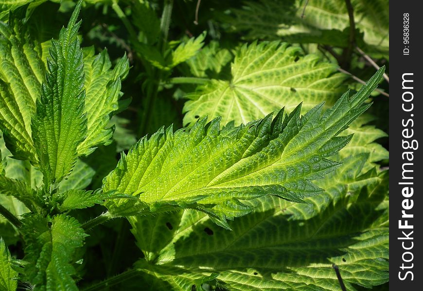 Plant, Urtica, Leaf, Vegetation