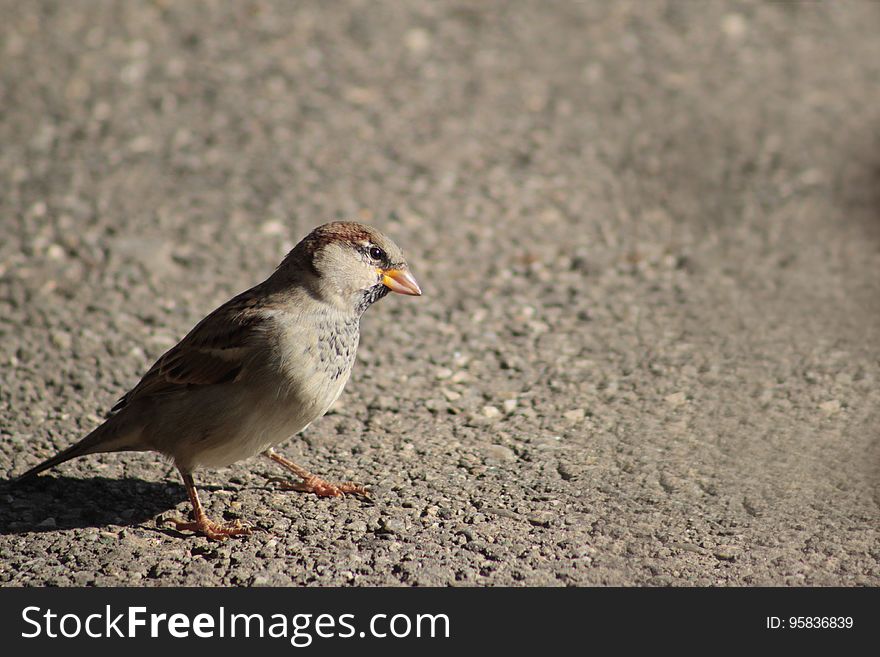 Bird, Sparrow, Fauna, Beak