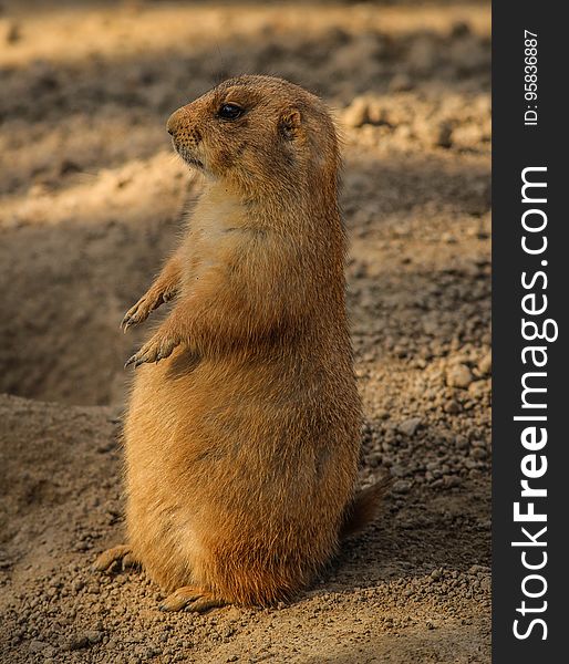 Prairie Dog, Fauna, Mammal, Squirrel