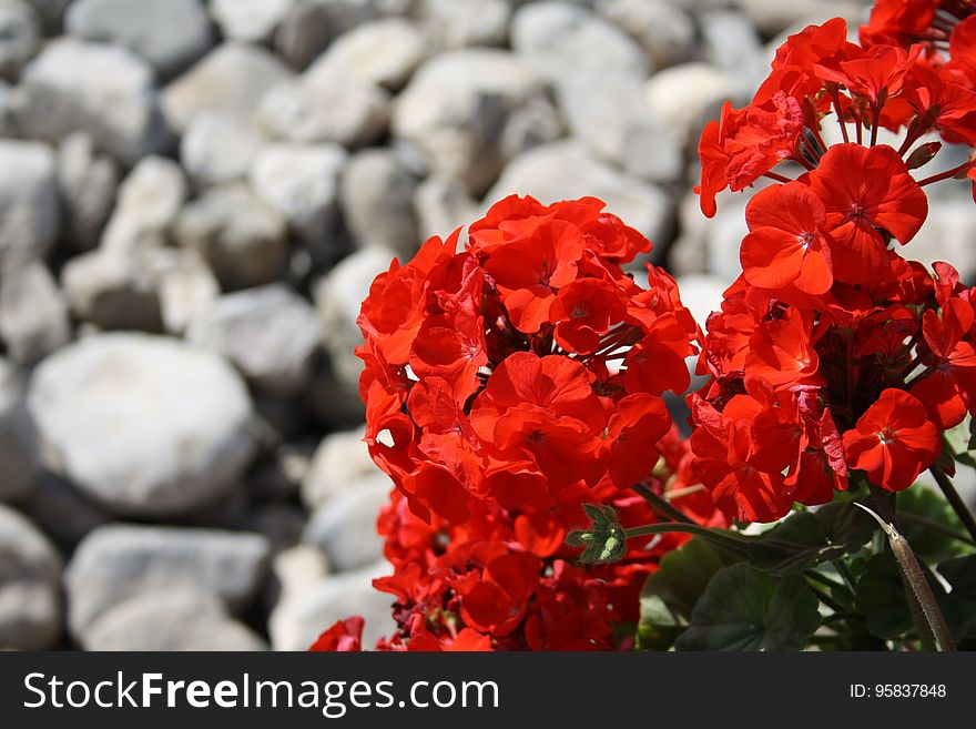 Flower, Red, Plant, Flora