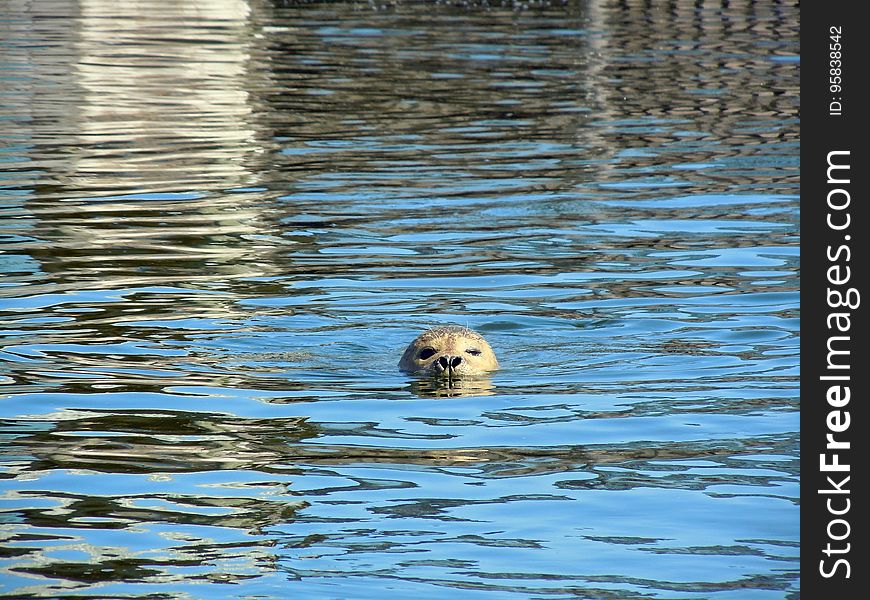 Water, Reflection, Wildlife, Fauna