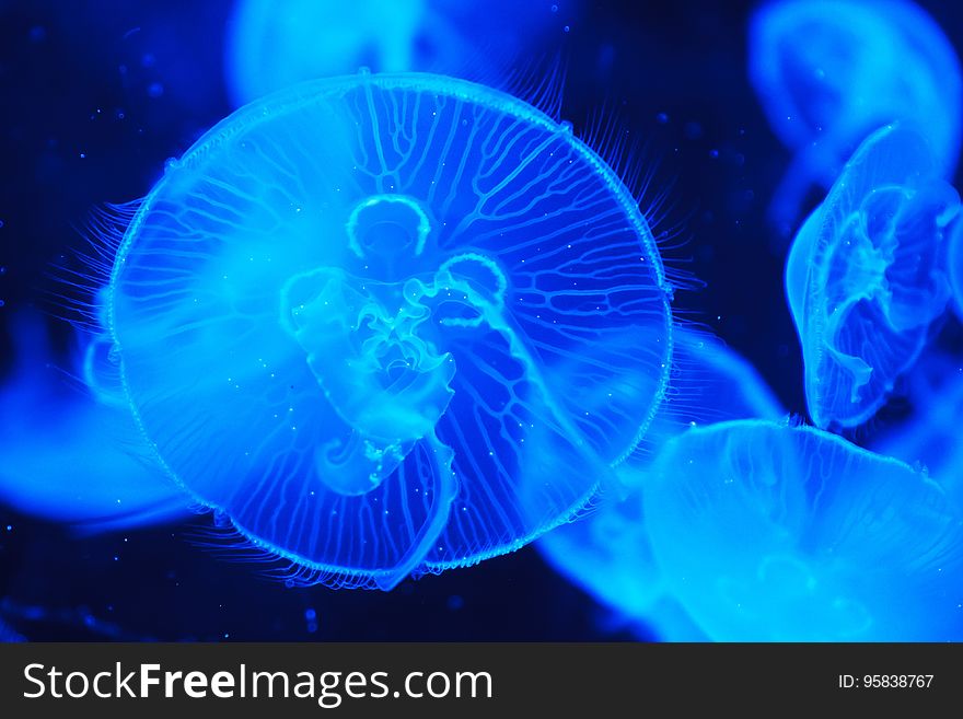 Jellyfish, Cnidaria, Blue, Marine Invertebrates