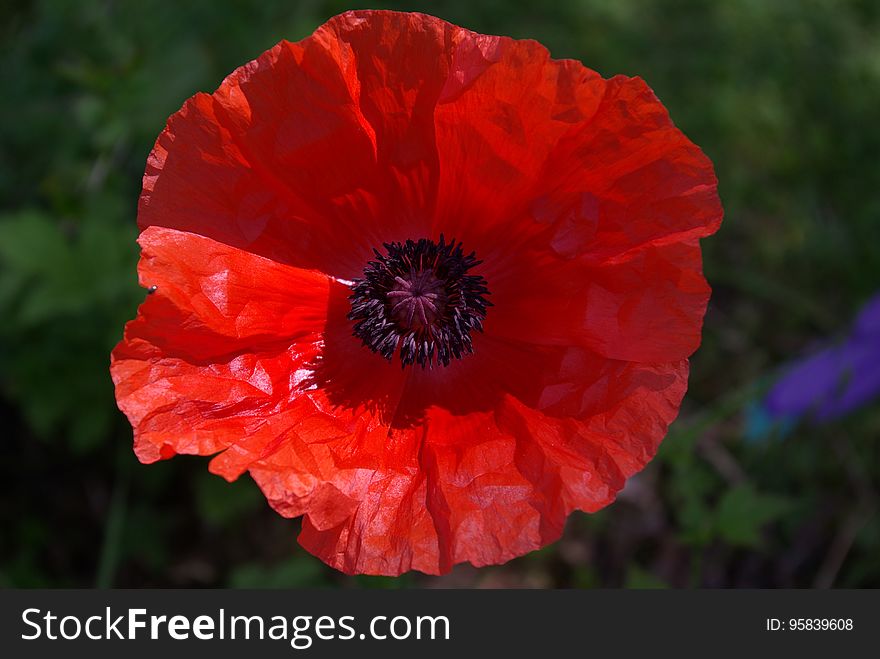 Flower, Wildflower, Poppy, Poppy Family