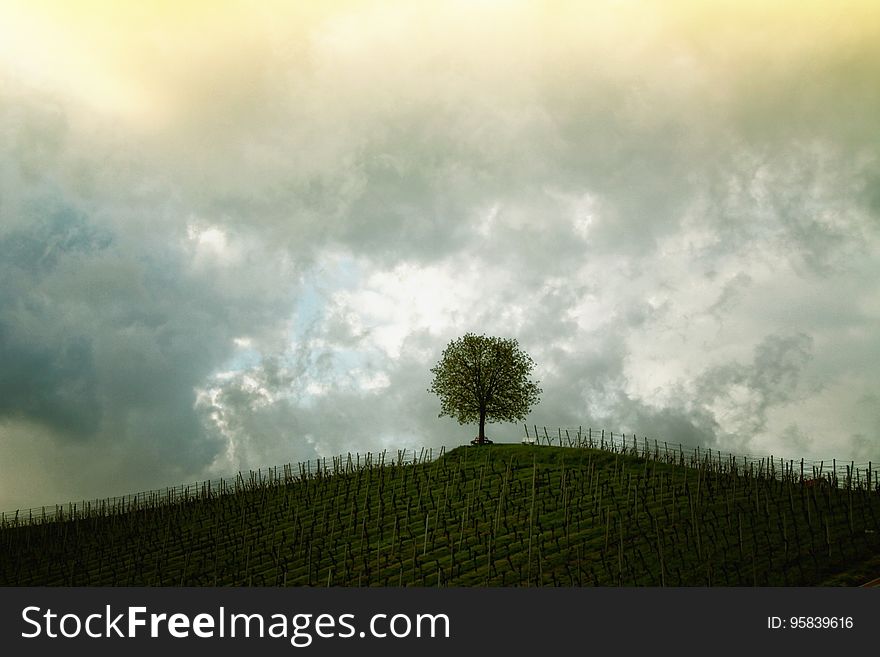 Sky, Cloud, Tree, Woody Plant