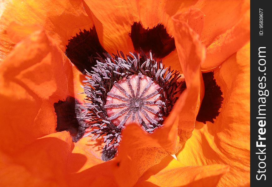 Flower, Orange, Flowering Plant, Close Up