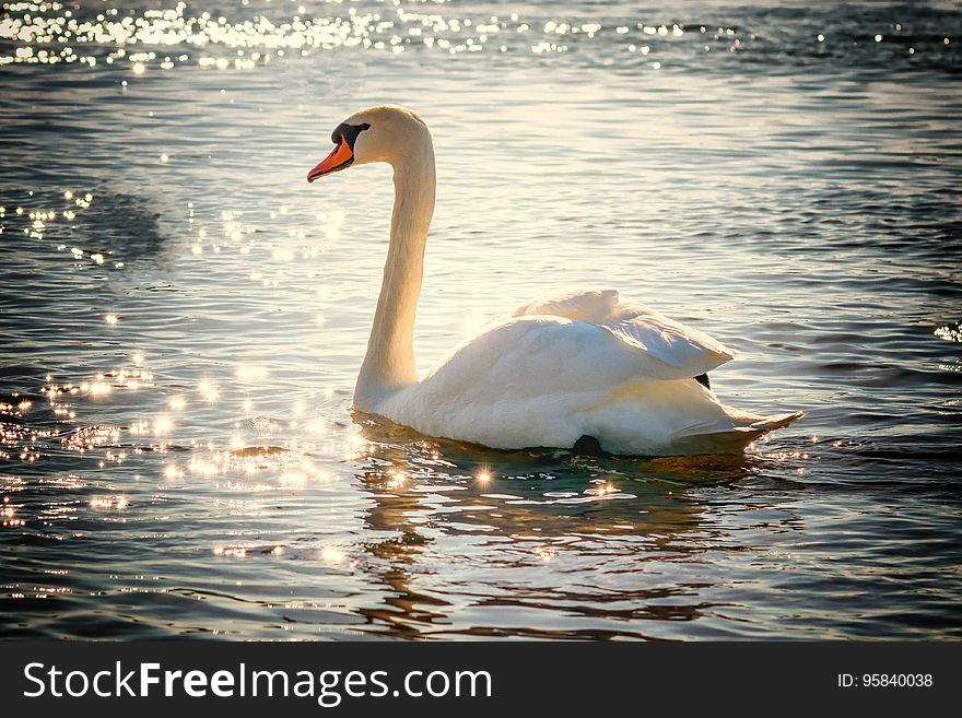 Swan, Water Bird, Bird, Ducks Geese And Swans