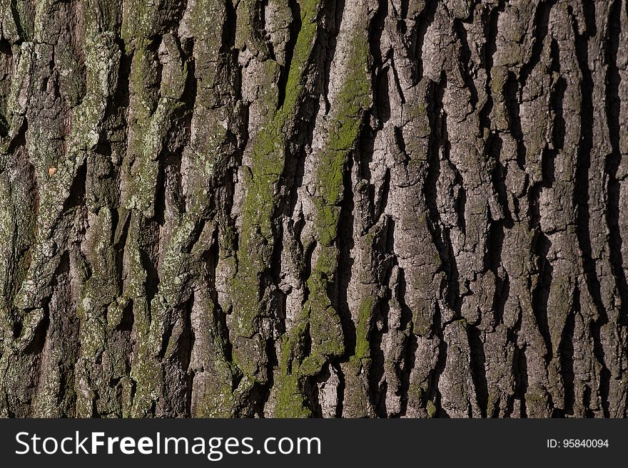 Tree, Trunk, Woody Plant, Branch