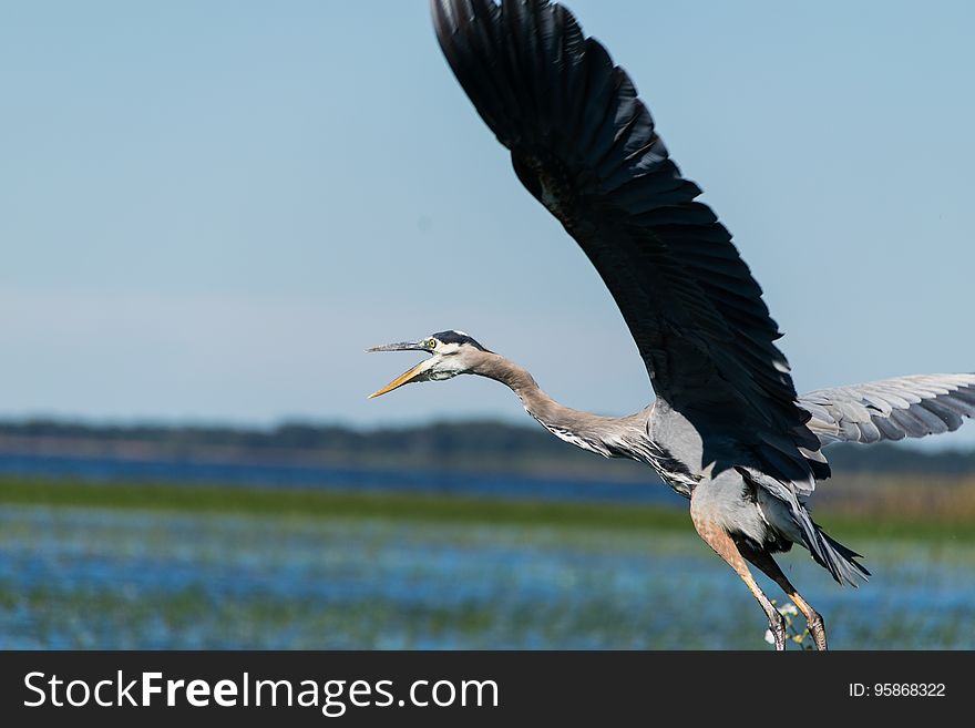 Gray and Brown Bird Flying