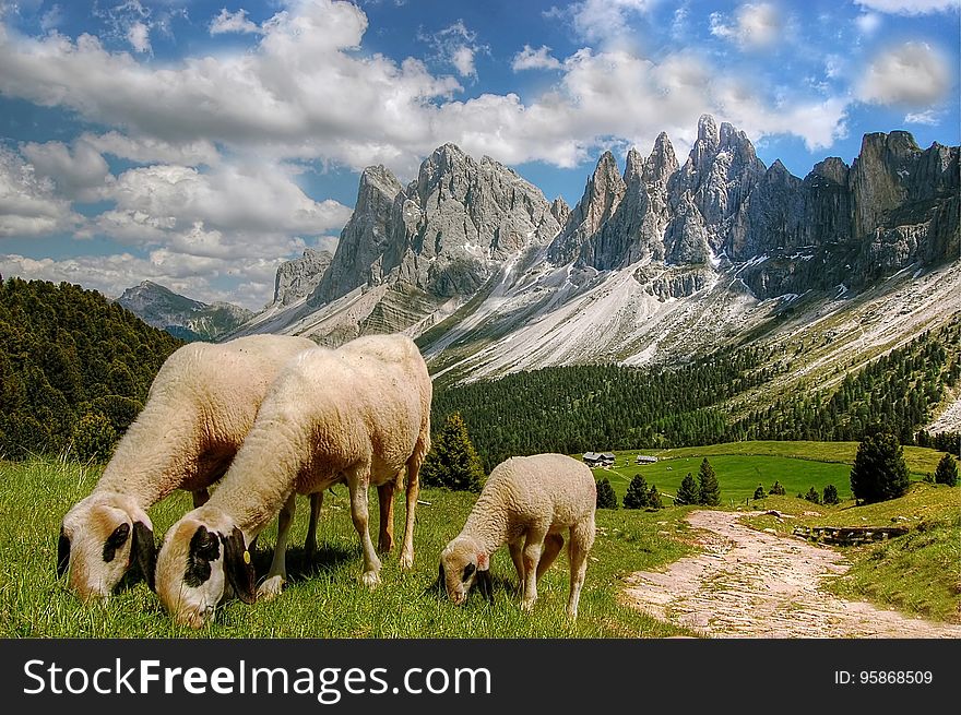 Flock of sheep grazing in green field in foot of mountains on sunny day. Flock of sheep grazing in green field in foot of mountains on sunny day.