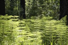 Free Vegetation, Ecosystem, Plant, Woodland Royalty Free Stock Photos - 95886928