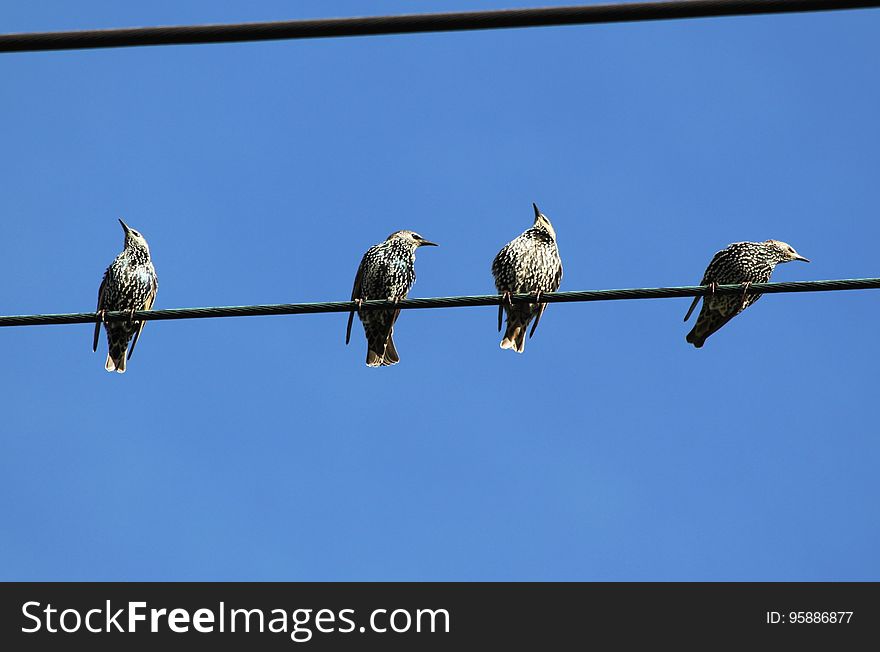 Bird, Fauna, Sky, Beak