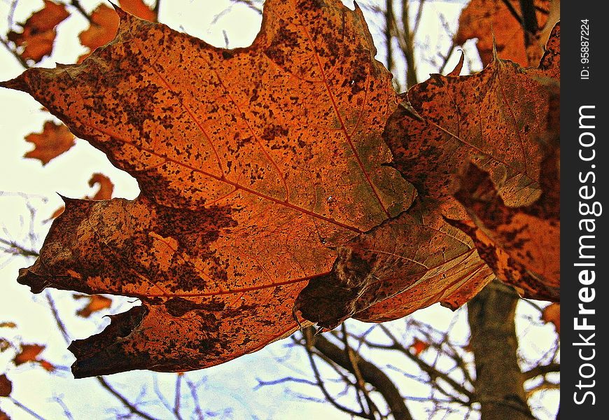 Leaf, Maple Leaf, Autumn, Deciduous