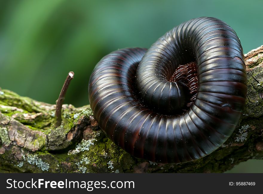 Terrestrial Animal, Close Up, Macro Photography, Ringed Worm