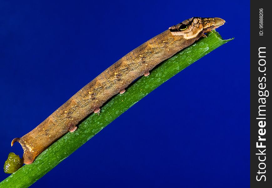 Macro Photography, Reptile, Insect, Plant Stem