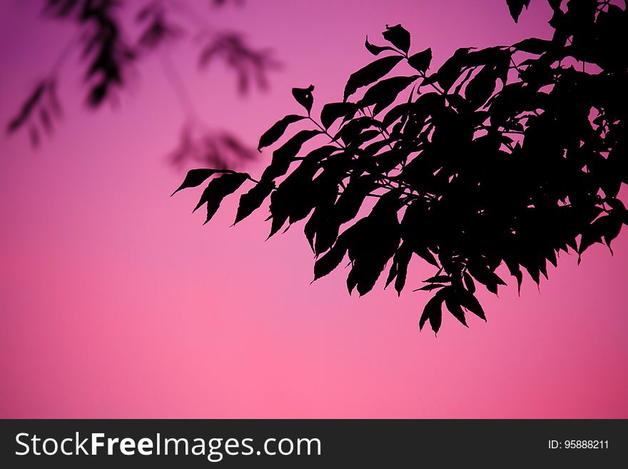 Leaf, Pink, Branch, Sky
