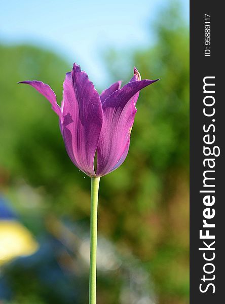 Flower, Plant, Purple, Tulip