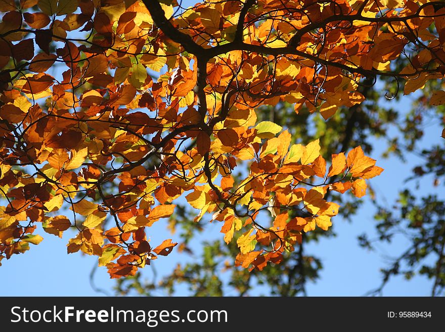 Branch, Autumn, Tree, Maidenhair Tree