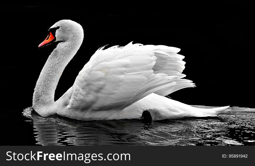 Swan, Water Bird, Bird, Ducks Geese And Swans