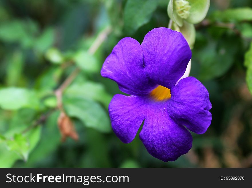 Flower, Flora, Violet, Purple