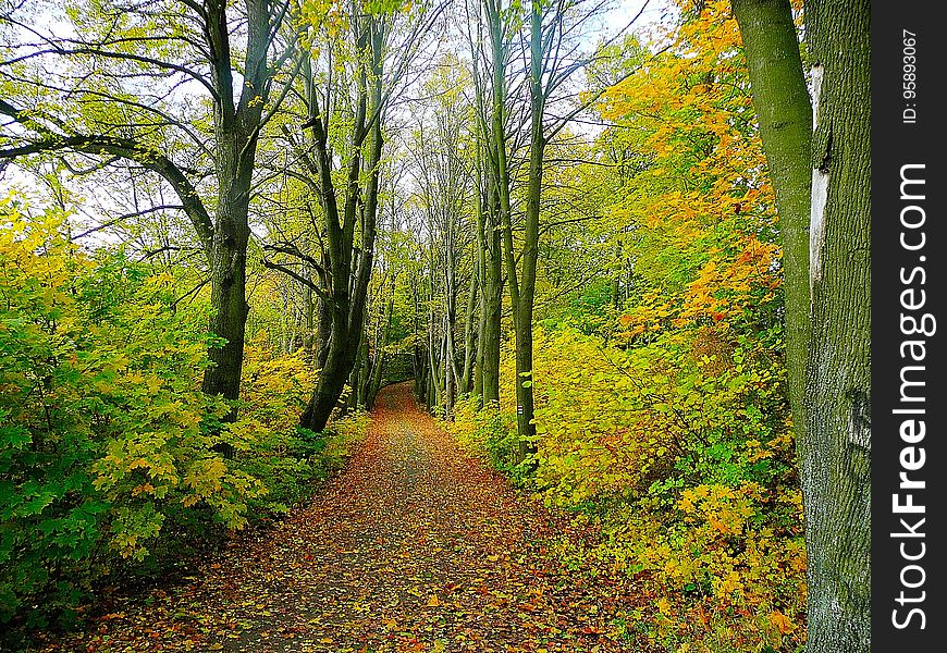 Nature, Woodland, Leaf, Ecosystem