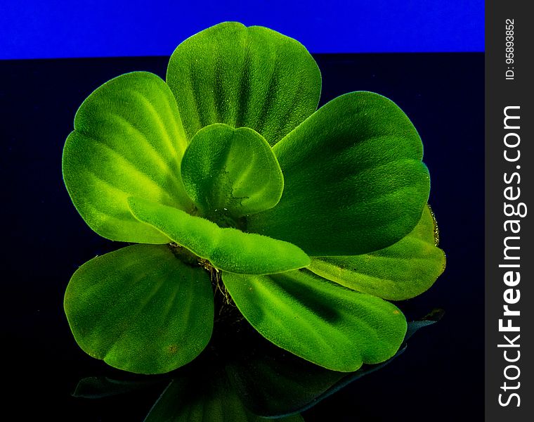 Green, Leaf, Plant, Macro Photography